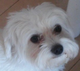 Nilo